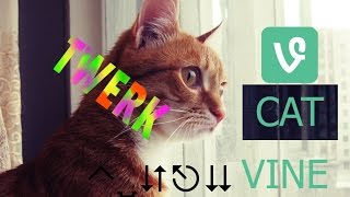 CAT PRANK КОТ ТАНЦУЕТ ТВЕРК