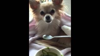 Russian chihuahua Malishka eating health broccoli and spinach soup by spoon