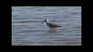 Groenpootruiter (Tringa Nebularia) Common Greenshank
