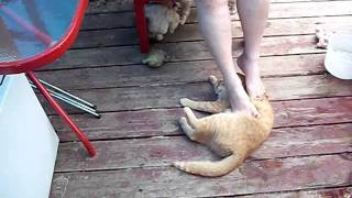 milo foot fetish kat