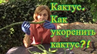 Кактусы.  Как укоренять обломившиеся кактусы?!