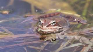 Wood Frog calling