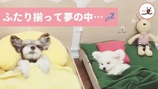 かわいいベッドで眠る仲良しワンコ? グッスリおやすみ✨【PECO TV】