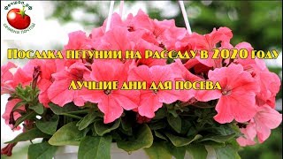 Посадка петунии на рассаду в 2020 году Лучшие дни для посева