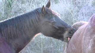 Horses playing and annoying each other