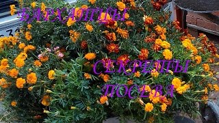 БАРХАТЦЫ/ Как просто их посеять/ самые неприхотливые цветы!