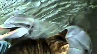 Cat and Dolphins Playing Together...!!!!   A MUST WATCH