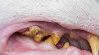 عملية إزالة جير الأسنان من القطط | قطي عمل عملية - Plaque & tartar removal from cat’s teeth