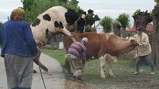 1000 kg bull mating