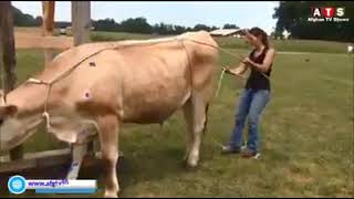 How to slaughter Cow - Eid Tips