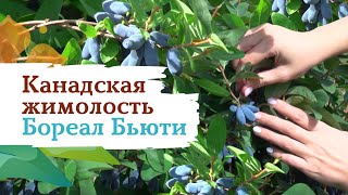 Жимолость канадской селекции Бореал Бьюти