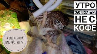 Сыч Лучик: никому не с добрым утром! Кусь вас за все места!