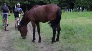Конь! Самый красивый конь - amazing horse!