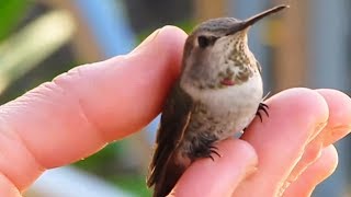 10 Самых Маленьких Животных в Мире