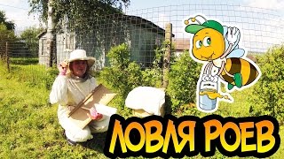 Пчёлы #5. Роение пчёл. Поймали ещё один рой \ Schwarm. Bienenzucht