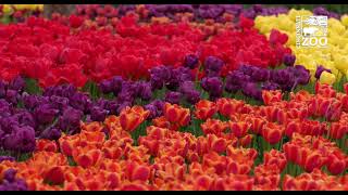 Zoo Blooms 2021 - Cincinnati Zoo