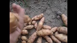 Картофель Дикий Аня - Wild Potatoes Anya