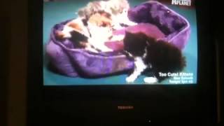Cute and funny moment of Persian kittens: Animal Planet's T