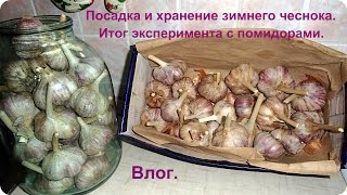 Маленький влог. Посадка зимнего чеснока. Хранение зимнего чеснока.