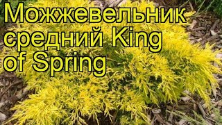 Можжевельник средний Кинг оф спринг. Краткий обзор, описание juniperus pfitzeriana King of Spring
