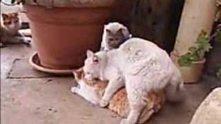 cat sex twin orgie "recorded in lebanon"