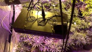 GroPro: DAY 56 AUTO, DAY 16, DAY 3 GORILLA GLUE