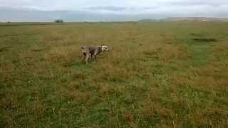 weimaraner jina hunting