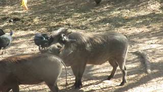 Wart Face Mating Noises in the African Bush...