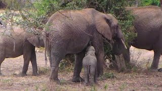 Baby Ele nursing. Africa Animals cam. 22 February 2017