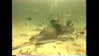 Deadly Stingrays Before Steve Died