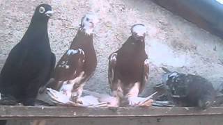 бойные голуби узбекские 2