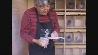 pigeon loft - racing pigeon
