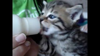 Кормление котенка с соски- Feeding kitten with nipple