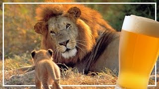 The Lion and the CUB: Beer-st Friendz 4eva