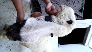 Pure kajla male nomber 62 only call plz 03134684914