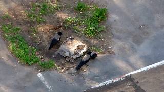 Серая ворона охота на голубя