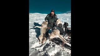 hunting for wolves . Зимняя охота на волков