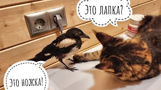 Кошка Морошка дружит сороку Сайку