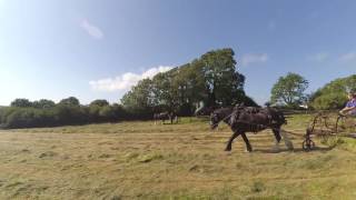 Shire Horse pulling hay rake, turning hay.