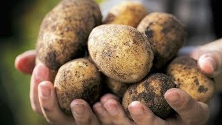 Почему в Финляндии едят неочищенный картофель, а в Европе нет?