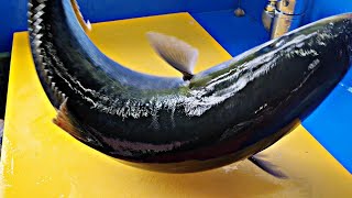 방어회뜨기 , 3kg 방어 , 마지막회