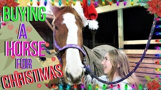 BUYING A HORSE FOR CHRISTMAS Day 317 (11/15/17)