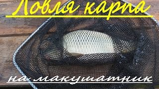 Ловля карпа и амура на макушатник