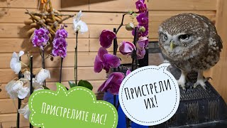 Опять орхидей-нежитей навезла из Москвы и радуюсь! Сыч Лучик что-то недовольно кудахчет о мышином