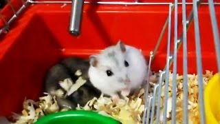 Хомячки джунгарики - забавные пухнастики