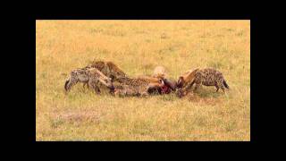 Hyena pack eating a buffalo alive on Safari in Kenya