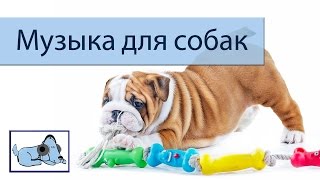 Музыка, чтобы успокоить вашу собаку во время подготовки и ванной!