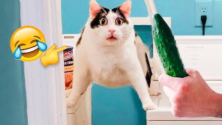 Funniest Cats And Dogs Videos - Best Funny Animal Videos ????