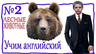 Учим английские слова ► Лесные животные ► #2