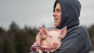 Meat piglet deemed defective now living the luxe life